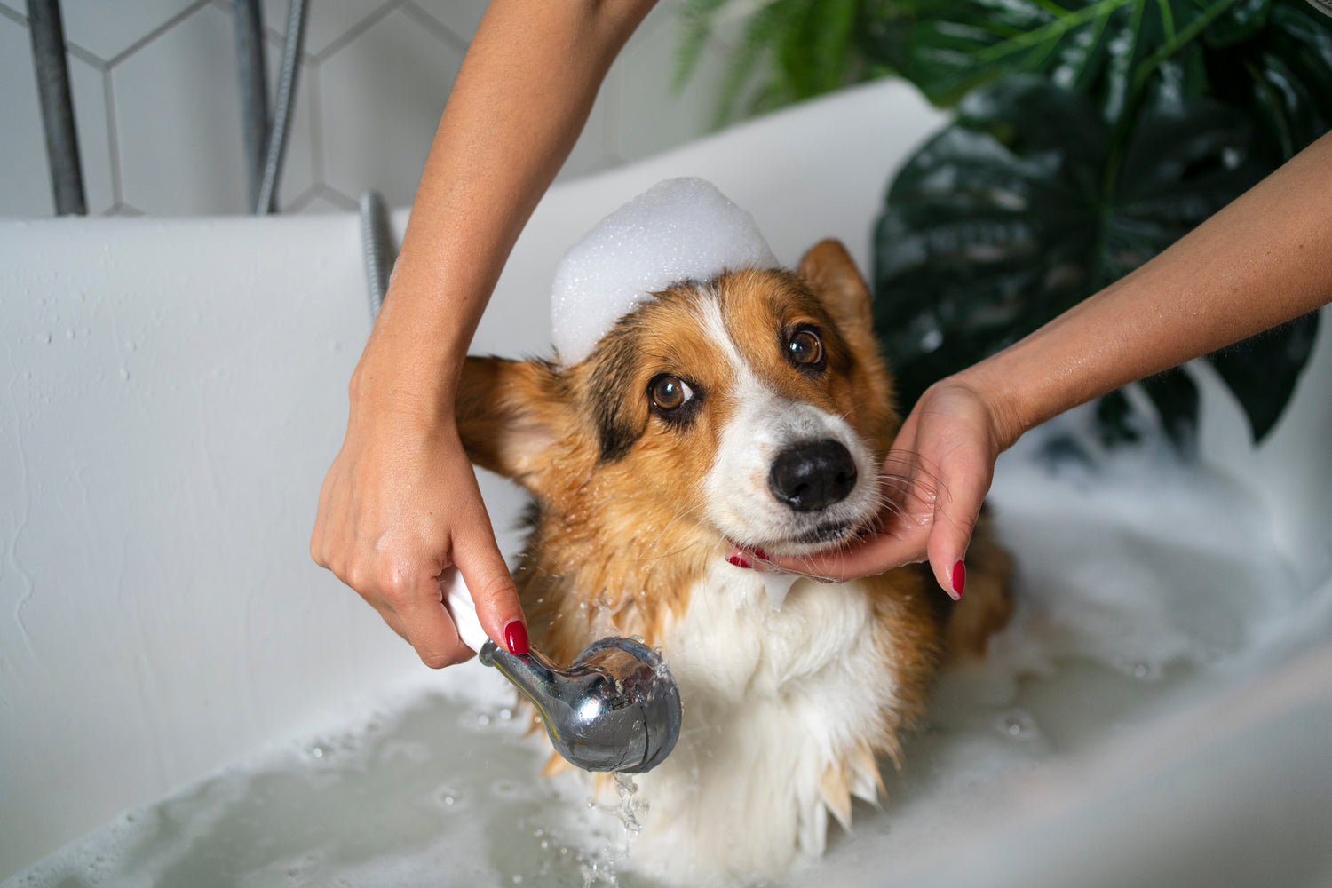 Grooming and Hygiene 🛁✨